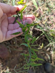 Funastrum