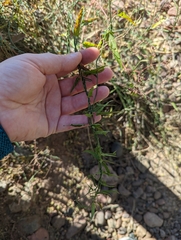 Funastrum