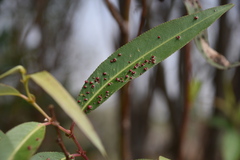 Aculus