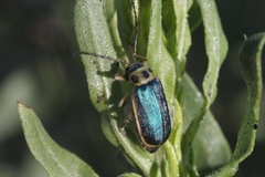 Trirhabda luteocincta