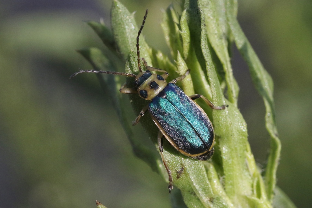 Goldenbush beetle