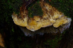Subantrodia juniperina