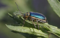 Trirhabda luteocincta