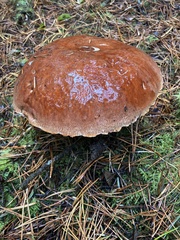 Leccinum manzanitae