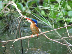 Corythornis cristatus
