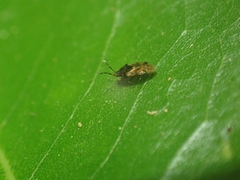Lygaeoidea