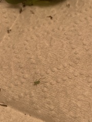 Odontoxiphidium apterum