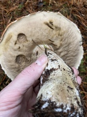 Leccinum manzanitae