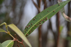 Aculus