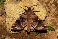Maassenia heydeni