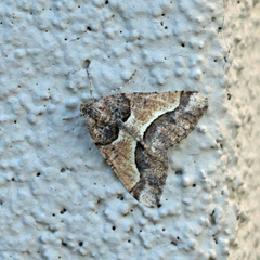 Frederickia hypaethrata