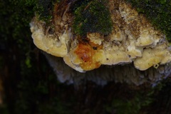 Subantrodia juniperina