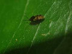 Lygaeoidea
