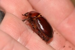 Pimelopus