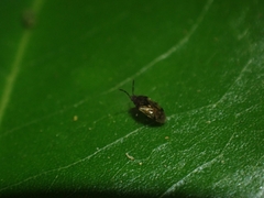 Lygaeoidea