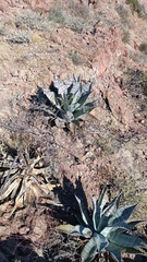 Agave colorata
