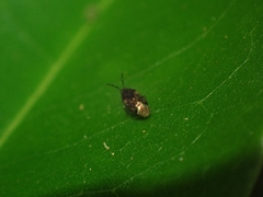 Lygaeoidea