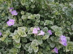 Asystasia gangetica image