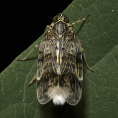 Cixiinae