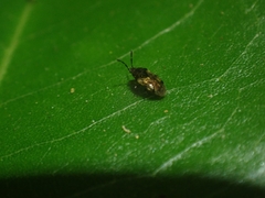 Lygaeoidea