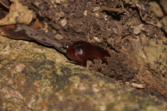 Pimelopus