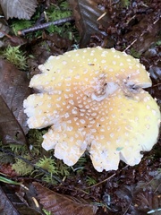 Amanita