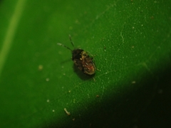 Lygaeoidea