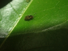 Lygaeoidea