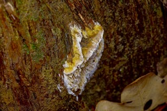 Subantrodia juniperina