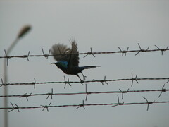 Cinnyris erythrocercus