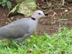 Streptopelia semitorquata