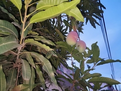 Mangifera