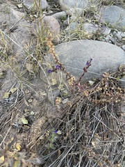 Stemodia durantifolia