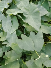 Colocasia