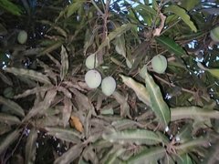 Mangifera