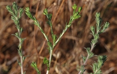 Deinandra