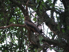 Milvus migrans parasitus