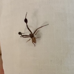 Stephanopis barbipes