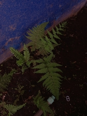 Myriopteris myriophylla