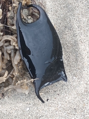 Rostroraja eglanteria