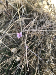 Stephanomeria virgata