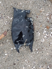 Rostroraja eglanteria