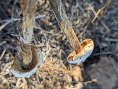 Battarreoides diguetii