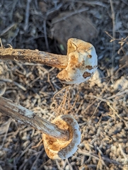 Battarreoides diguetii