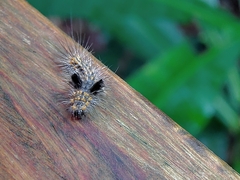 Lymantriinae