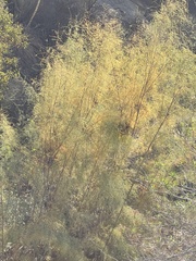 Tamarix