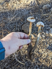 Battarreoides diguetii