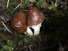 Cortinarius illuminus