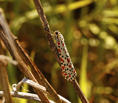 Utetheisa pulchelloides