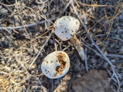 Battarreoides diguetii